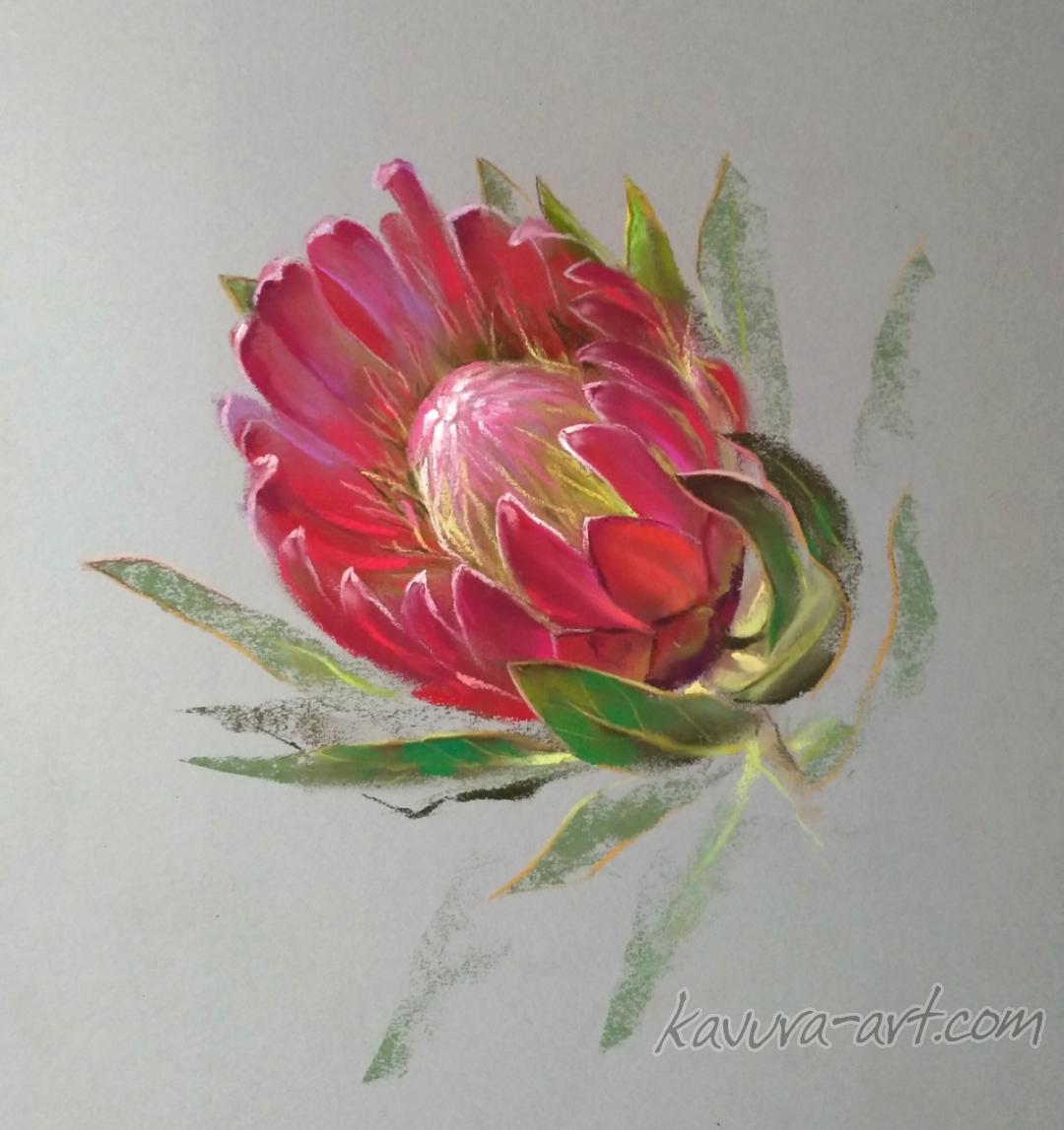 "Protea" Pastel on paper.