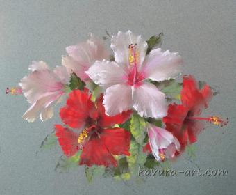 Cyprus hibiscus