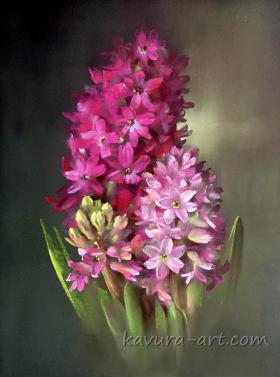 Pink hyacinth